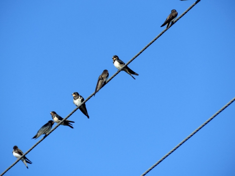 Студът и дъждът умориха стотици лястовици в Дупница, събрали се за отлитане