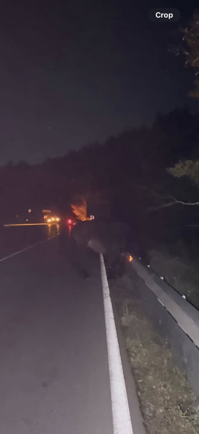 Диана Русинова алармира за свободно движещ се кон на прохода Предел, полицията реагира и прибра животното 