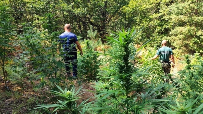 Арестуваха двама петричани, засели нива с 80 кг.канабис край  село Мечкул