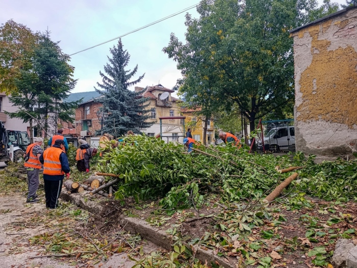 Брутална сеч на дървета при градинката „Левски” в Дупница, хората питат:-Докога с това безумие?!?