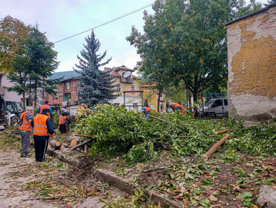 Брутална сеч на дървета при градинката „Левски” в Дупница, хората питат:-Докога с това безумие?!?