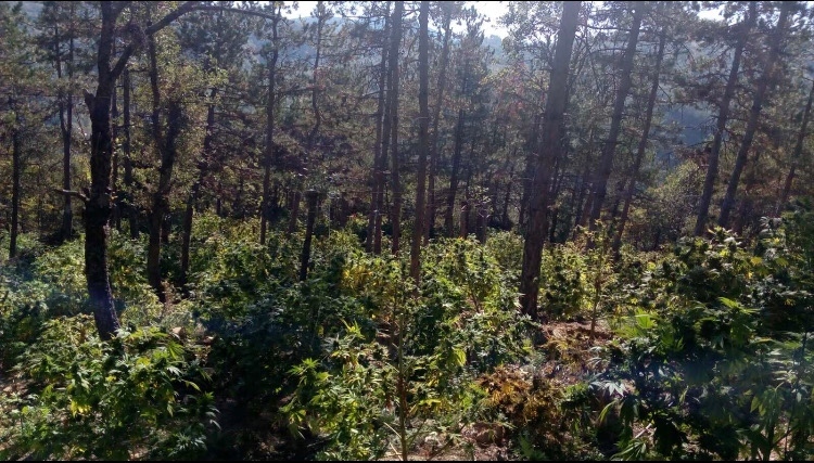 Откриха над килограм сух канабис в землище край село Драгуш