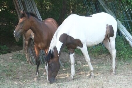 Откраднаха два коня от ливади край село Градево