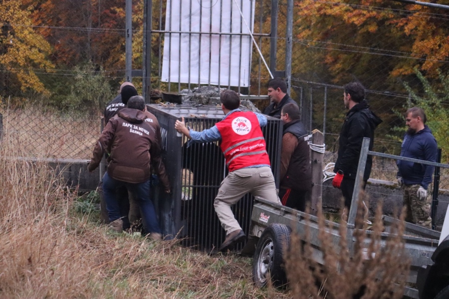 Украински мечета намериха нов дом в Парк за мечки Белица