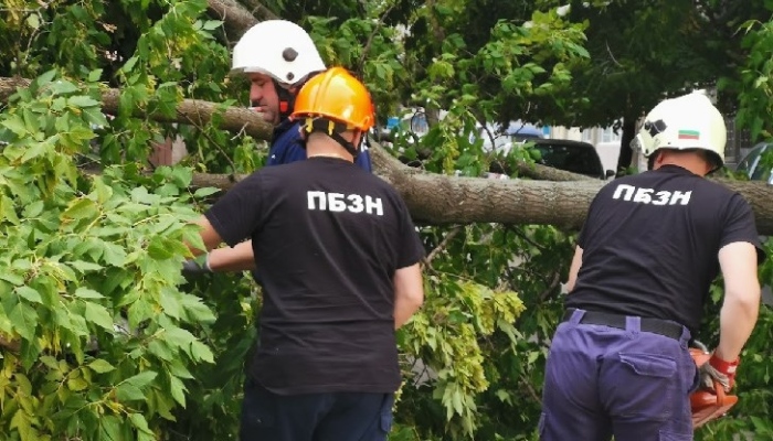 Пожарникари разчистваха паднали дърветата в речното корито на село Горановци
