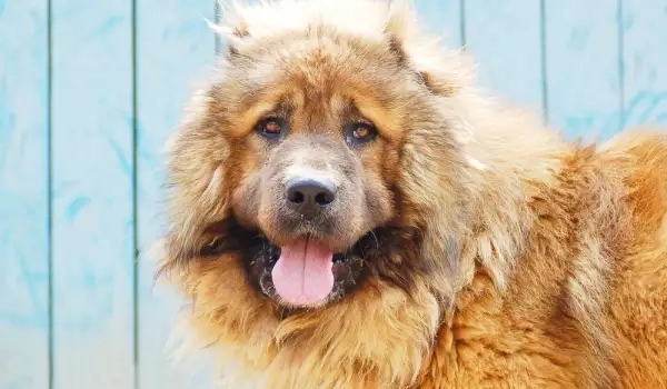 68-годишен мъж преби три овчарски кучета край складова база в Покровник