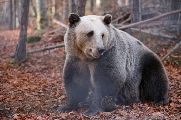 На прага на зимата: Мечките в парк Белица се подготвят за дългия си зимен сън (СНИМКИ)