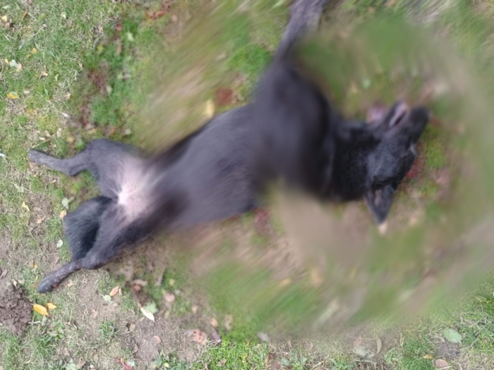 Прокуратурата разследва случая със застреляните кучета в Сапарево