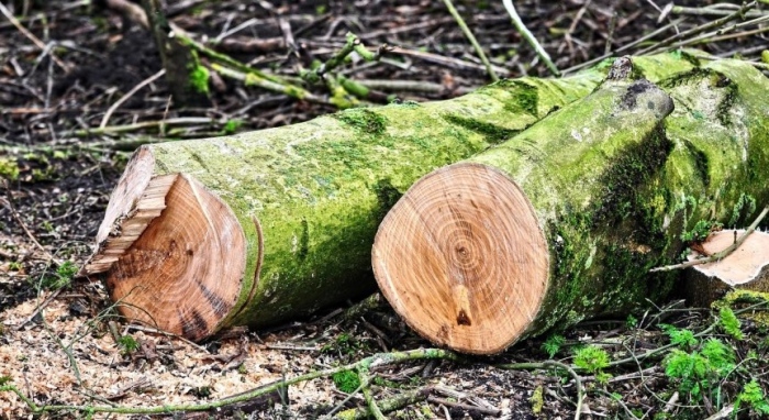 Незаконната сеч на девствени гори в Румъния: Здрави дървета стават \