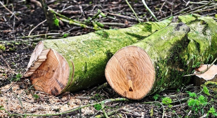 Незаконната сеч на девствени гори в Румъния: Здрави дървета стават \
