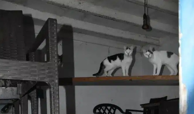 Заключени и недохранени: Глобиха с 1,7 милиона евро грък заради жестокост към животни