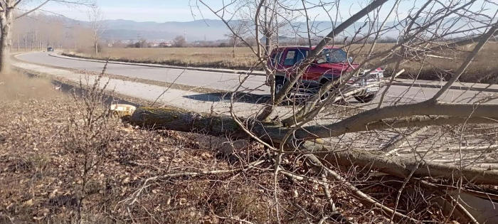 Вандалщина! Отсякоха 5 тополи по пътя към хижа „Яворов“