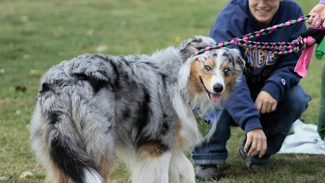 Банско стартира кампания за безплатна кастрация на дворни кучета