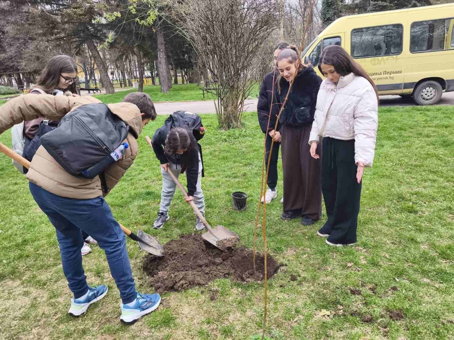 Ученици засадиха 30 липи в центъра на Перник