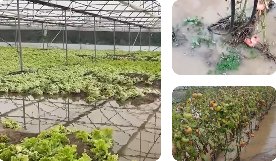 Поройните дъждове отнесоха реколтата в Югозападна България