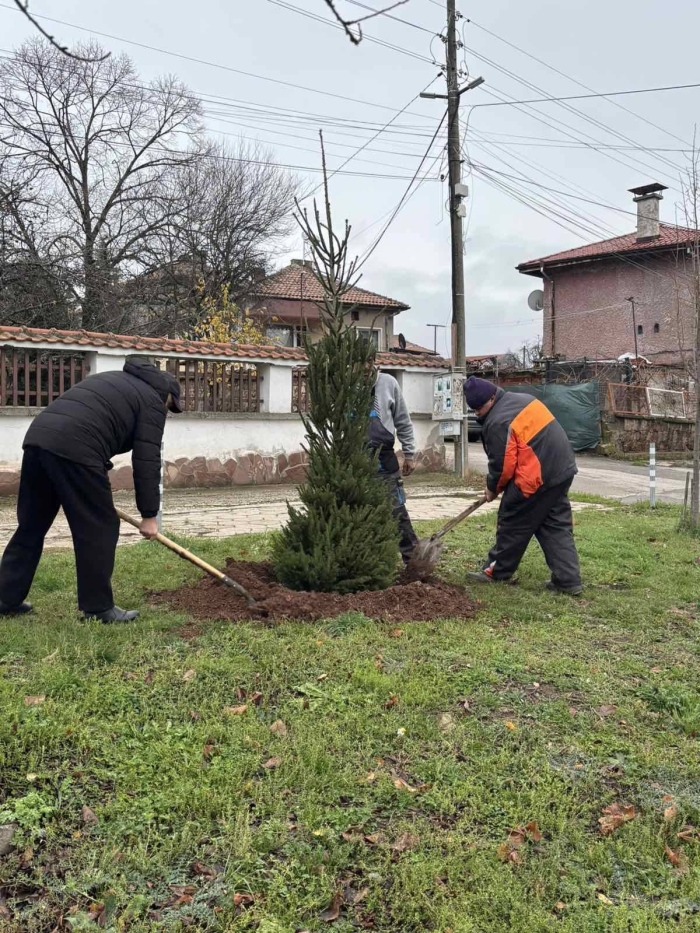 Засадиха 20 коледни елхи в квартали на Радомир