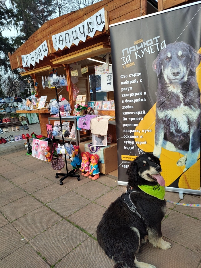 Правят благотворителен коледен базар в подкрепа на бездомните животни в Кюстендил