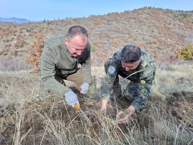 Хиляди нови дръвчета край Симитли! \