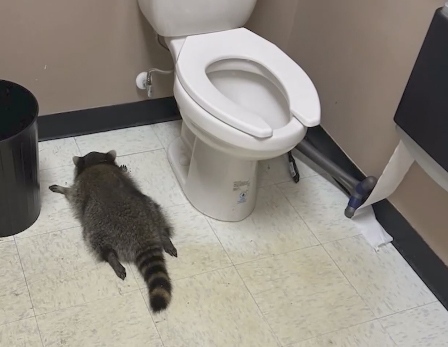 Енот “обра” магазин за алкохол във Вирджиния и препи със скоч