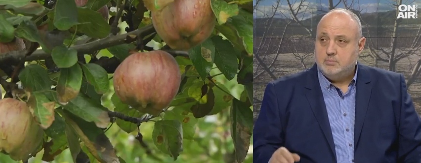 Земеделци фалират: Черната златка унищожава овощните градини