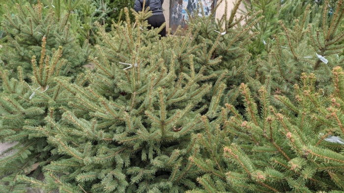 Засилени проверки за незаконно добити елхи в Кюстендил: глоби до 20 000 лв. при нарушения