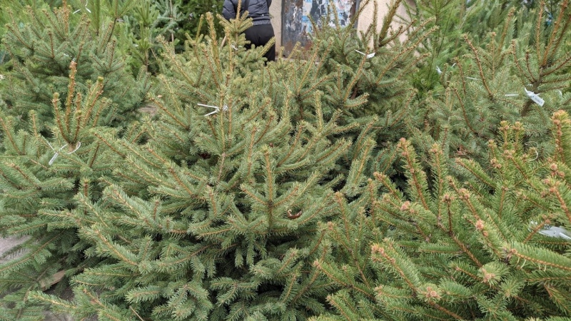 Засилени проверки за незаконно добити елхи в Кюстендил: глоби до 20 000 лв. при нарушения