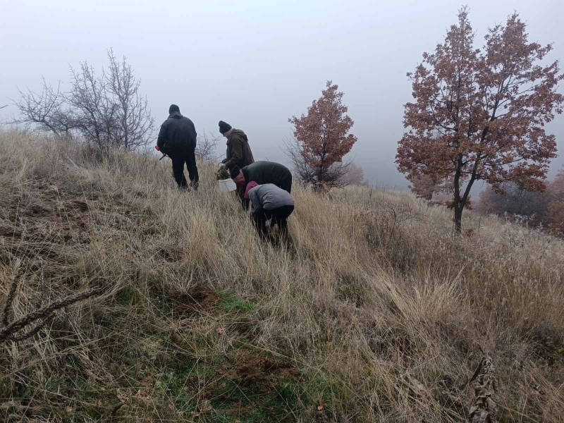  ДГС „Рилски манастир“ залеси 80 дка с дъб и бор