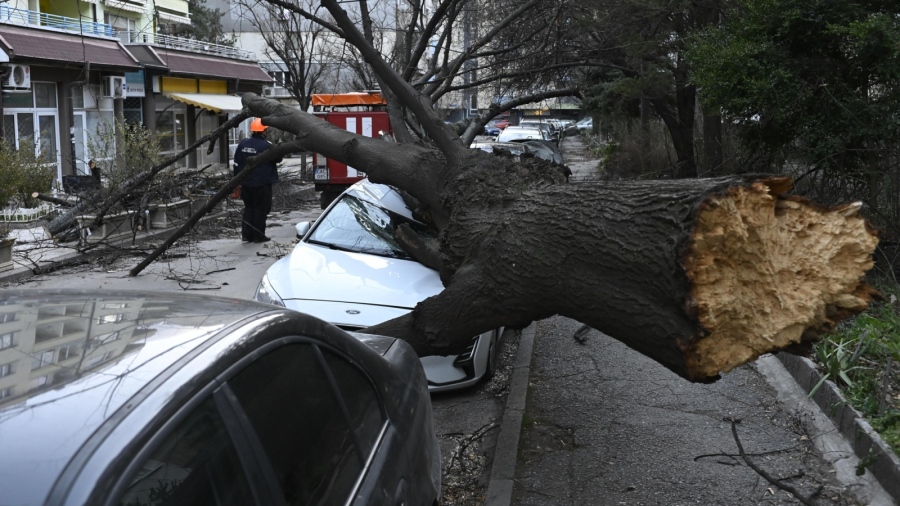 Огромно дърво рухна върху кола в София, по чудо няма жертви