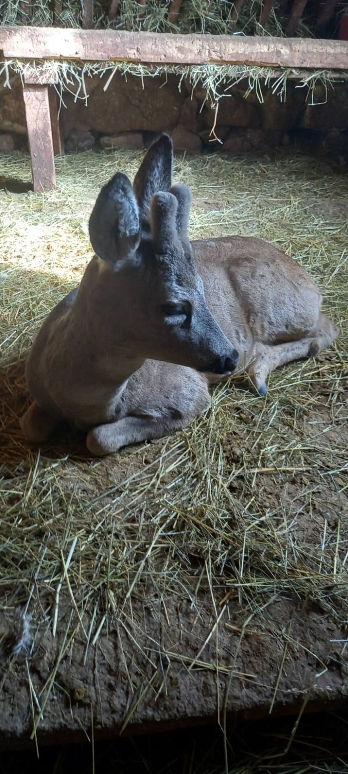 Горски служители спасиха едногодишен сръндак пострадал при удар на пътя Симитли- Банско