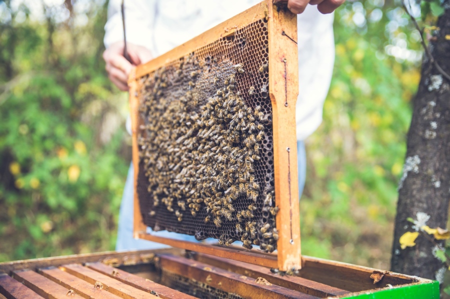 Половината мед в ЕС е фалшив: Българският мед изчезва от пазара