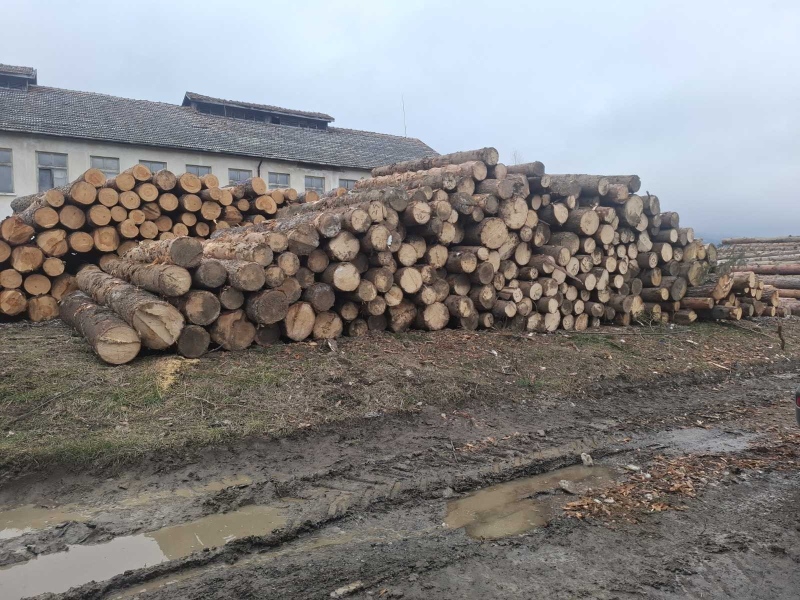 В Самоковско: Горски разкриха незаконна  сеч на 121 дървета в частна гора и 52 куб. м немаркирана дървесина в склад