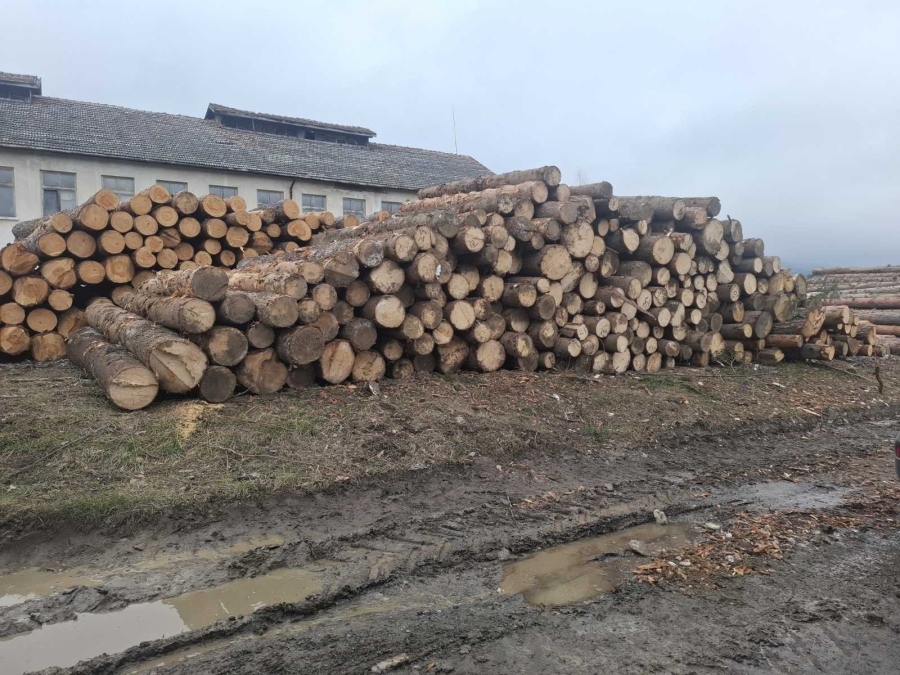 В Самоковско: Горски разкриха незаконна  сеч на 121 дървета в частна гора и 52 куб. м немаркирана дървесина в склад