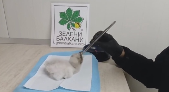 Добре дошло, малко брадато лешоядче! Излюпи се първото в Спасителния център на „Зелени Балкани“