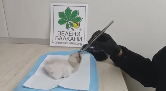 Добре дошло, малко брадато лешоядче! Излюпи се първото в Спасителния център на „Зелени Балкани“