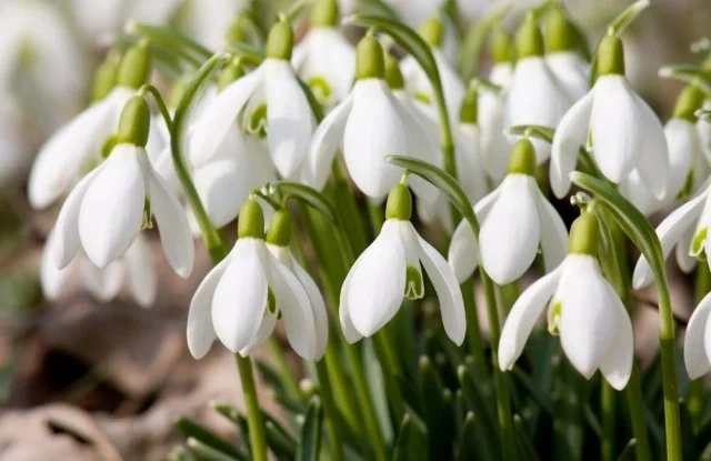 Мразовита сутрин, следобед температурите се покачват