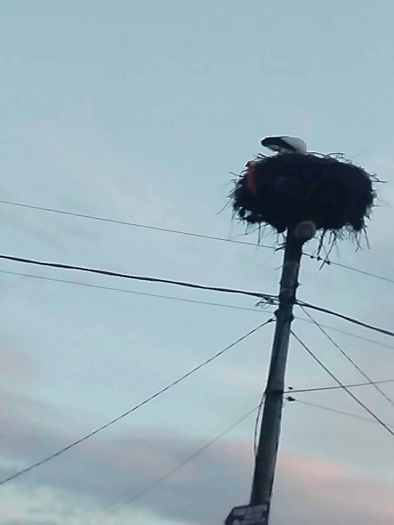 Предвестникът на пролетта подрани! Първият щъркел –талисман долетя в Рупите