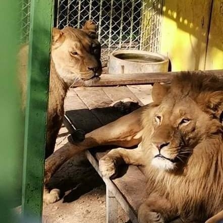 Откриха ракови образувания при аутопсията на починалата лъвица в Благоевградския зоопарк