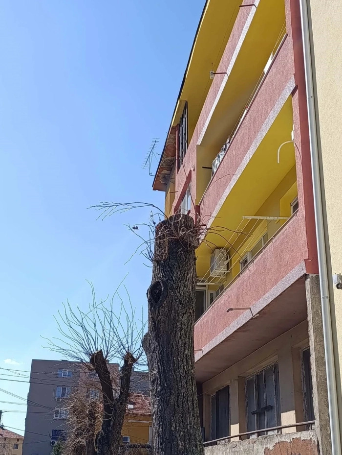 Втора пролет след „санитарната сеч“: липите на ул. „Антим I“ в Дупница се  борят за живот