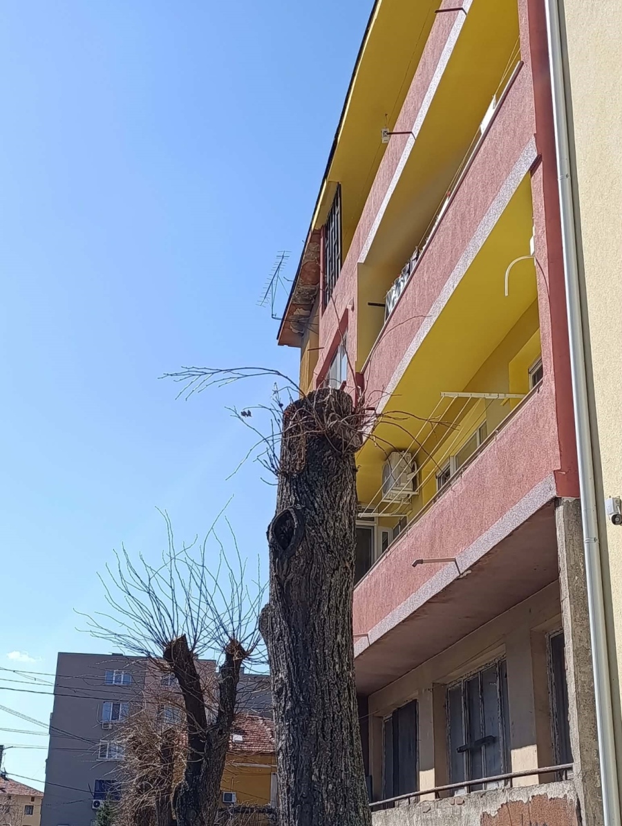 Втора пролет след „санитарната сеч“: липите на ул. „Антим I“ в Дупница се  борят за живот