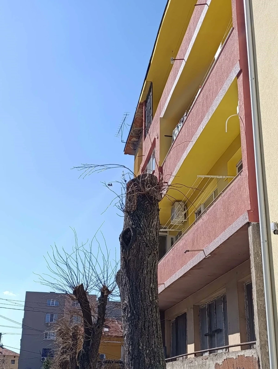 Втора пролет след „санитарната сеч“: липите на ул. „Антим I“ в Дупница се  борят за живот