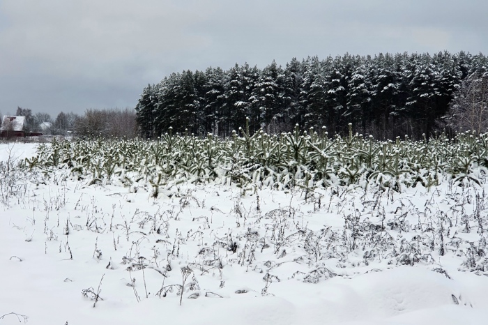 Meteo Balkans предупреждава: Студена вълна застрашава ранните насаждения около 18 март