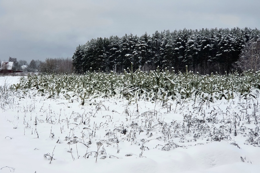 Meteo Balkans предупреждава: Студена вълна застрашава ранните насаждения около 18 март