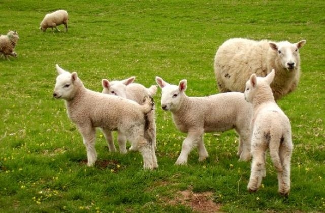 Великден в Югозапада: Търсенето изпреварва предлагането, агнешкото до 16 евро/кг