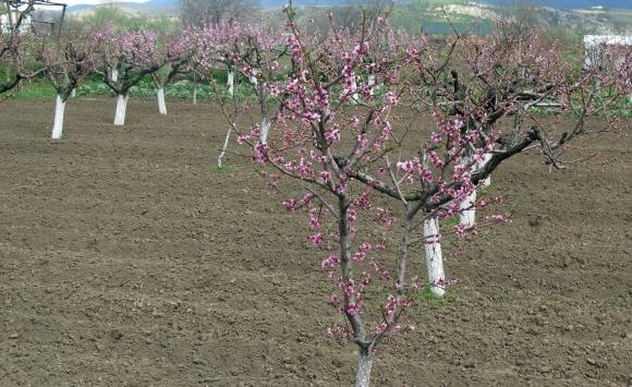 Откраднаха 21 овощни дръвчета в Багренци