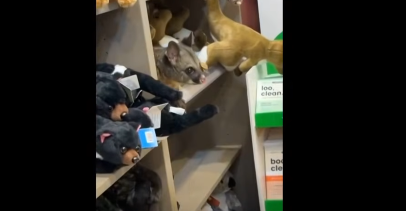 Опосум се скри в магазин сред плюшени играчки на летище в Австралия