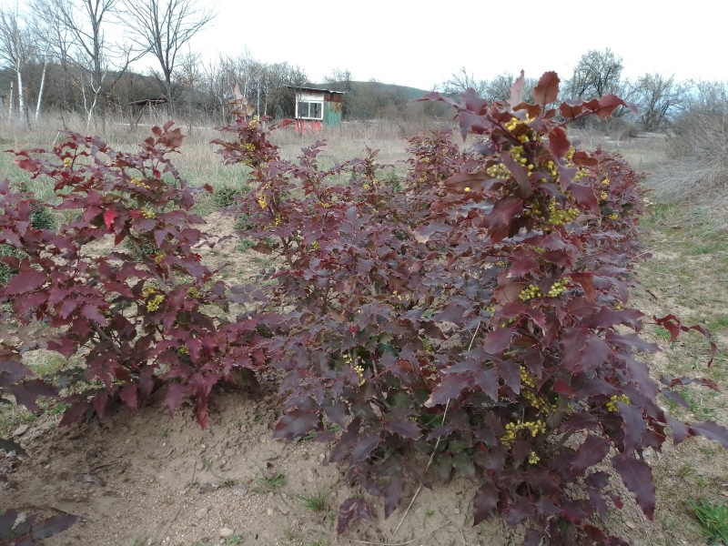 Лесничеи и ученици засаждат 5 дка нова гора край село Тополница за Седмицата на гората