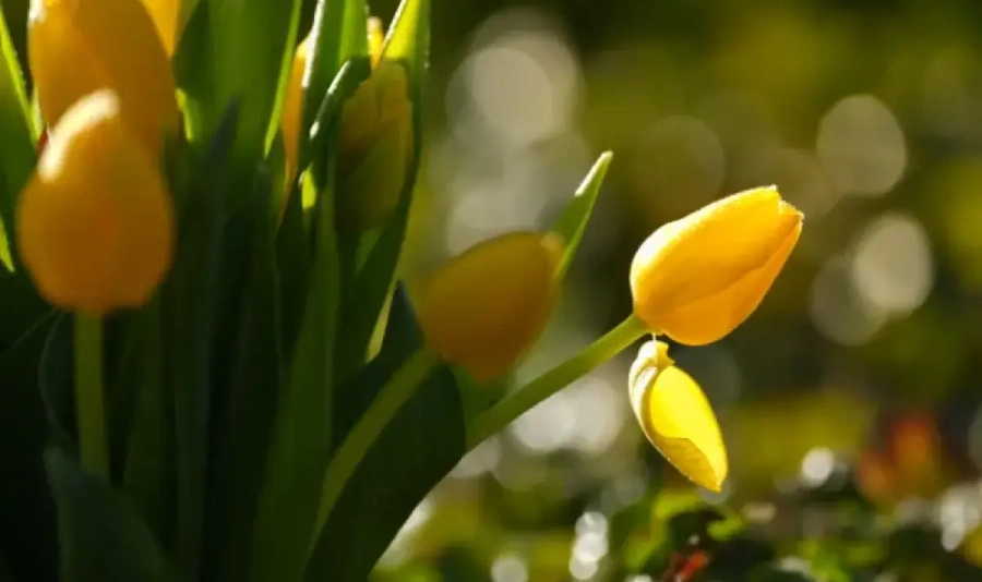 Облаци, дъжд и сняг бележат началото на пролетта