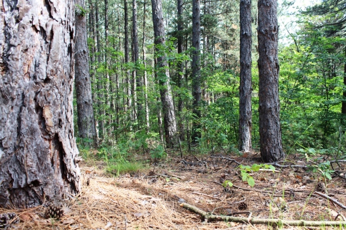 Лесничеите  в Пернишко се готвят за Седмицата на гората
