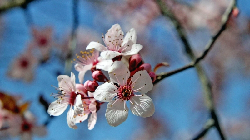 Посрещнахме астрономическата пролет