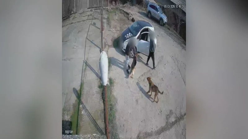 Мъж разби приюта в Благоевград, за да вземе кучето си – обявено за осиновяване